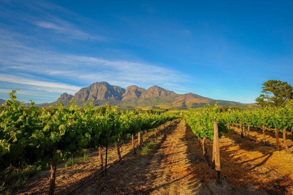 Wein Südafrika Reben vor strahlend blauem Himmel