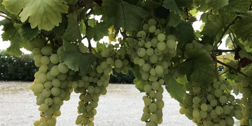 Weintrauben aus der Weinlese 2017