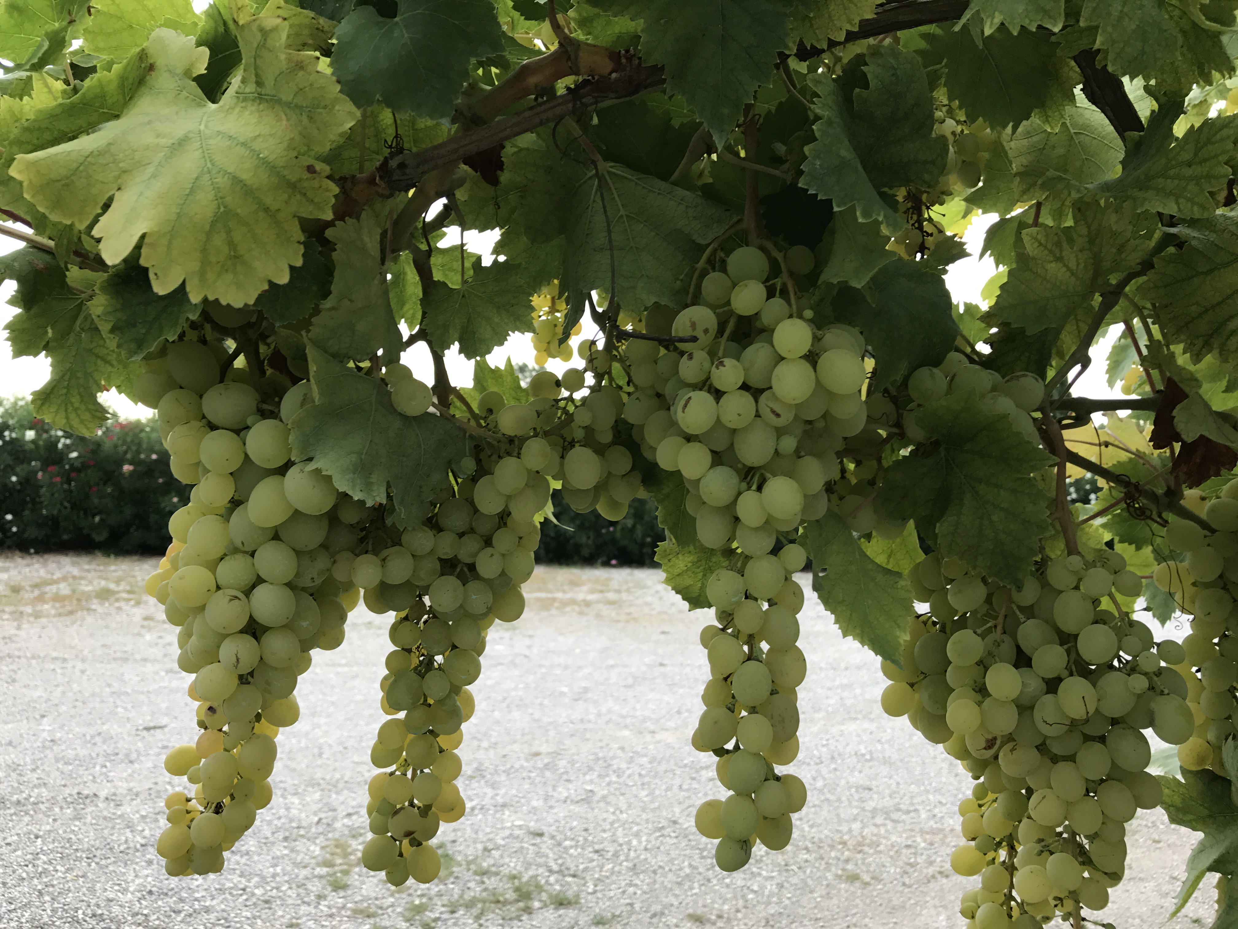 Weinlese 2017 in Deutschland: steigen die Preise?