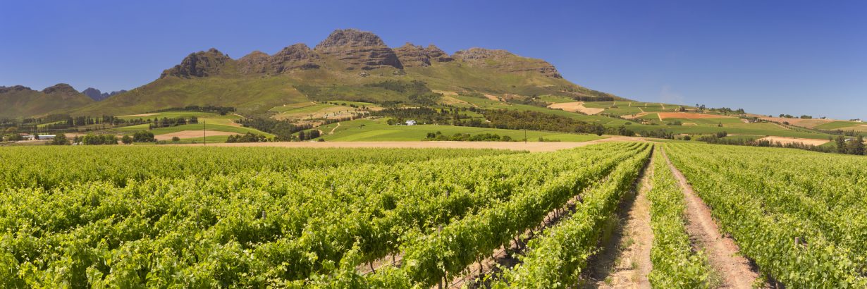 Vineyards mit Bergen im Hintergrund in der Nähe von Stellenbosch in Südafrika.