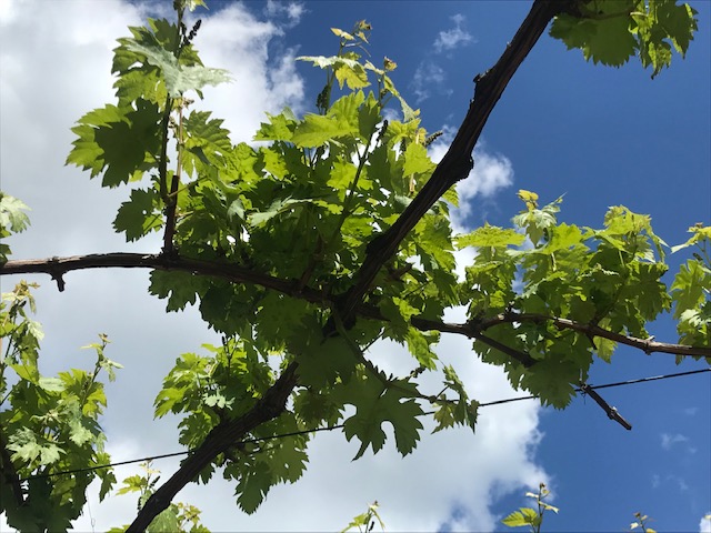 Wein und Klimawandel – profitiert Deutschland?